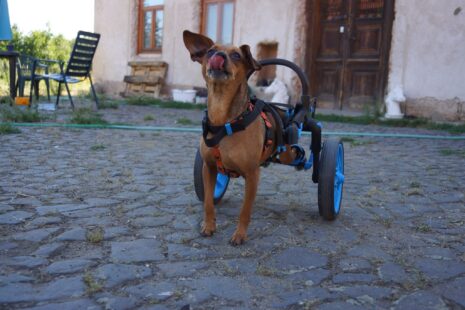 hendikepovaný pes, vozík anyonego, invalidní vozík pro psy