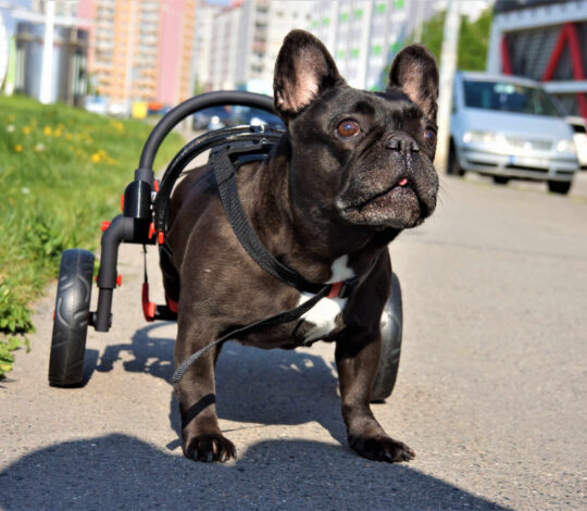 invalidní vozík pro psy, chodítko pro psy, ochrnutý pes