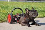 anyonego dog wheelchair, wheelchair for dog with folding wheels, dog wheelchair with red details