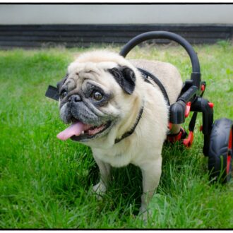 french bulldog in a wheelchair, , anyonego wheelchair for dogs