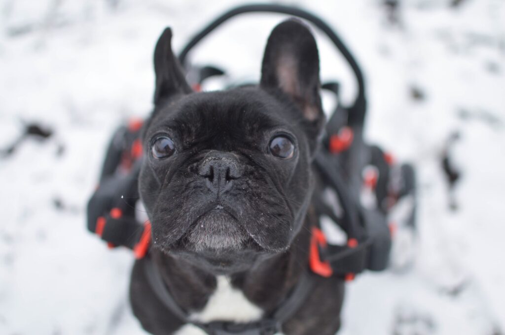 handicapped dog,dog in a wheelchair