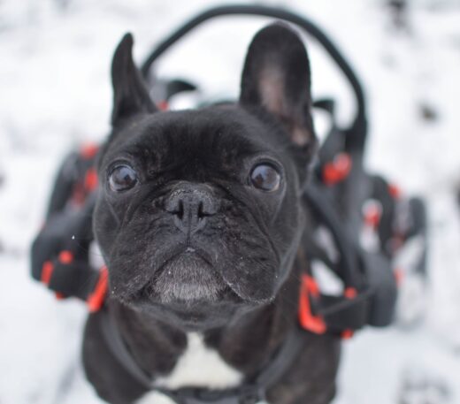 handicapped dog,dog in a wheelchair