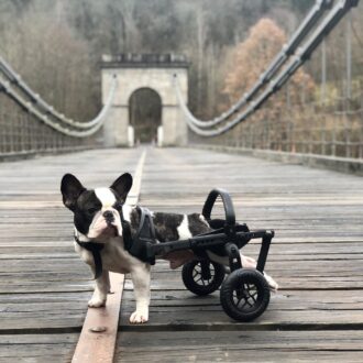 anyonego wheelchair, handicapped dog in a wheelchair