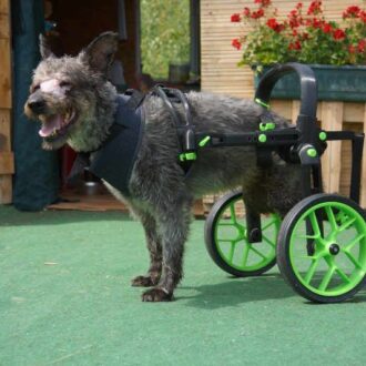 wheelchair for dogs, handicapped dog, green accesories on dogs wheelchair, anyonego cart in green