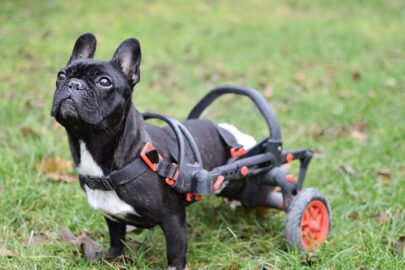 invalidní vozík pro psy, vozík pro psy, anyoego, červené doplňky