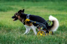 anyonego wheelchair, first anyonego prototype, dog with legs amputated