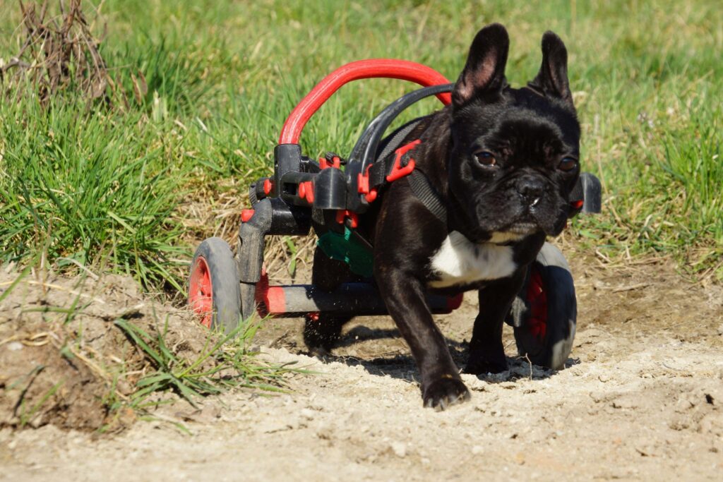 dog in a wheelchair, handicapped dog, anyonego wheelchair