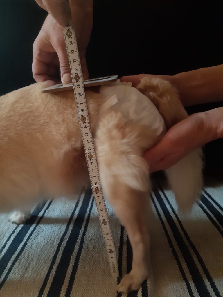 measuring the dog for a wheelchair, correct measuring for a dog cart demonstration