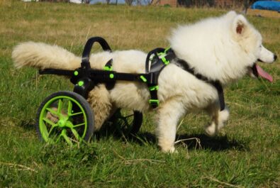 trolley for dogs, dog wheelachir in green, handicapped dog