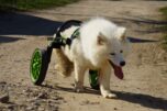 anyonego wheelchair in middle size, wheechair for dogs, dog with handicap, cart for dogs with green accessories