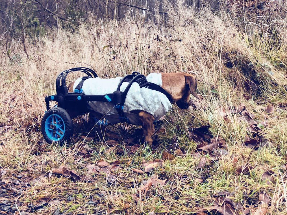 anyonego, wheelchair for dogs, handicapped dog in a wheelchair, blue anyonego wheelchair for dogs