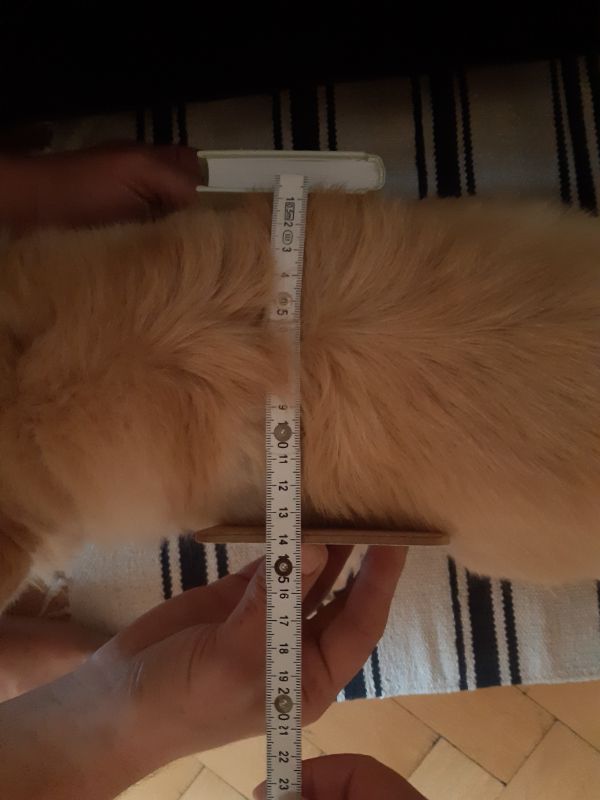 measuring a dog for a wheelchair, correct measurement demonstration