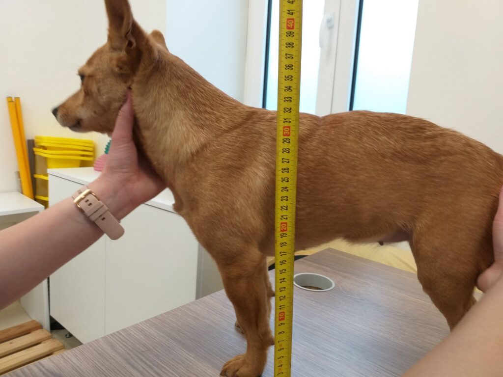 dog measurement demonstration, measurement for a dog wheelchair