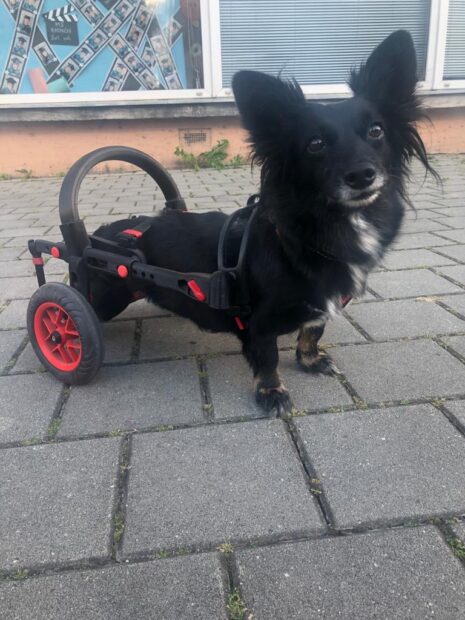 dog in a wheelchair, anyonego wheelchair for dogs