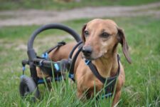 Dachshaund in a wheelchair, Dachshaund with handicap, anyonego dog wheelchair