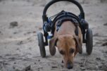 dog in a cart, cart for handicapped dog, cart for Dachshaund with handicapped hing legs