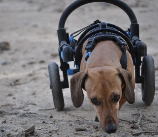 dog in a cart, cart for handicapped dog, cart for Dachshaund with handicapped hing legs