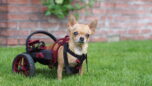 cihuahua, handicapped chihuahua, small dog in a wheelchair, anyonego wheelchair in nano size