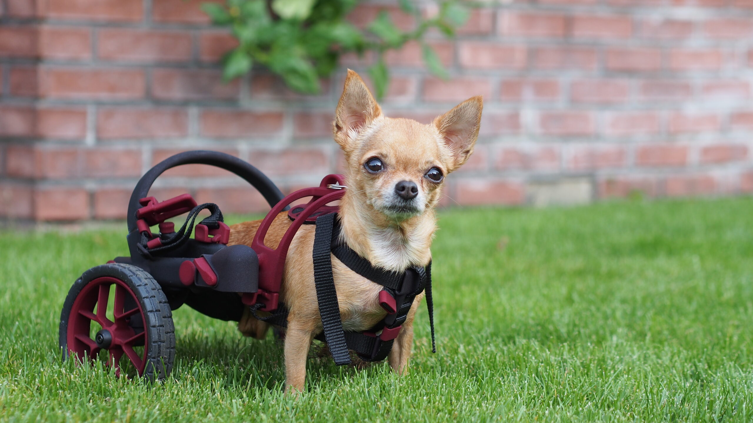 Wheelchair for very small dog - Chihuahua Zoe - AnyoneGo