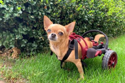 AnyoneGo wheelchaie in nano size, chihuahua in a wheelchair, handicapped tiny dog