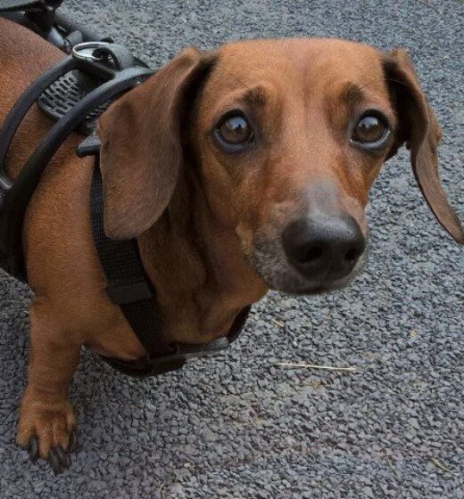 handicapped dog, cart for dogs, anyonego wheelchair
