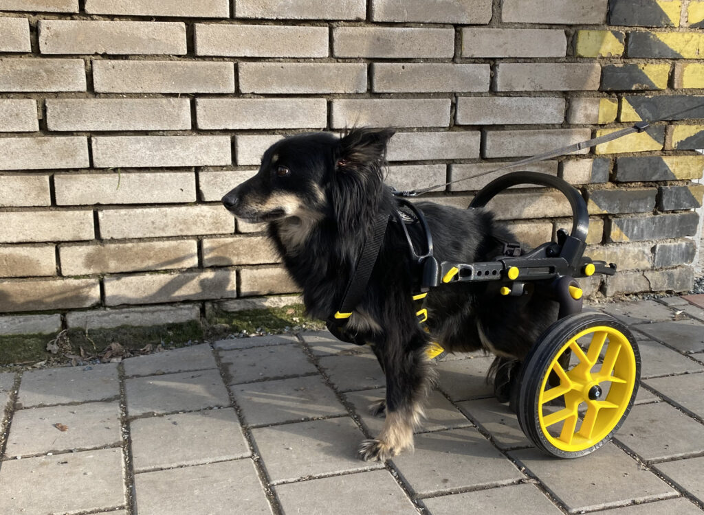 what can i do if my dog is paralyzed