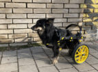 Best Tools For Living With A Paralyzed Dog 2 - AnyoneGo