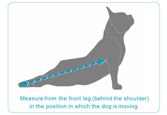 why do dogs drag their legs