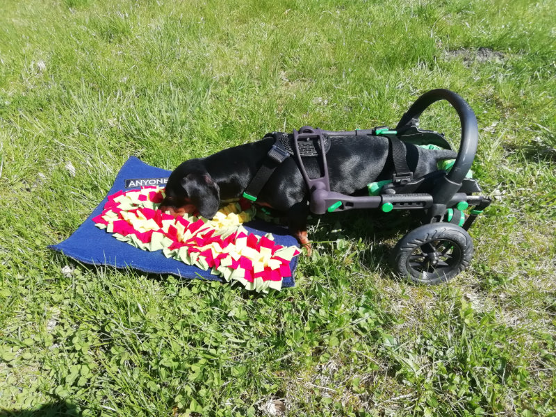 https://anyonego.com/wp-content/uploads/2021/05/oliver_sniffing_blanket.jpg